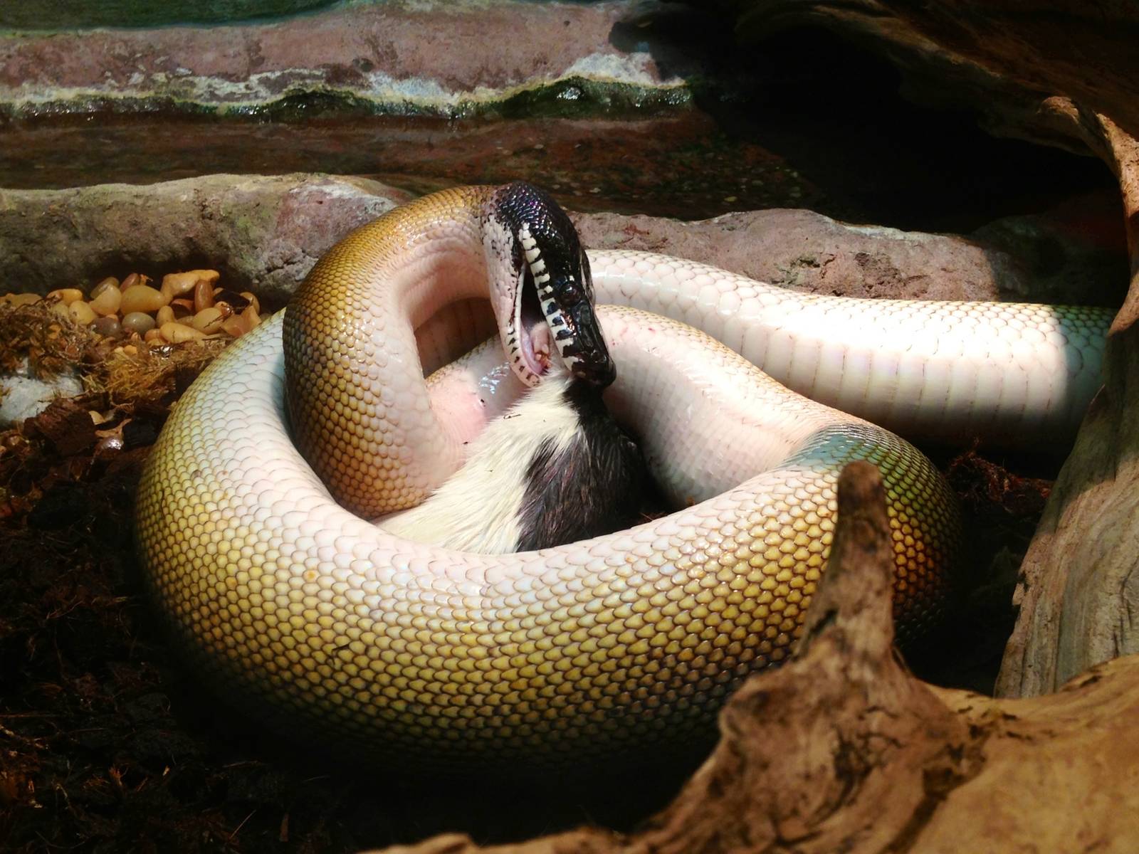 White Lipped Python