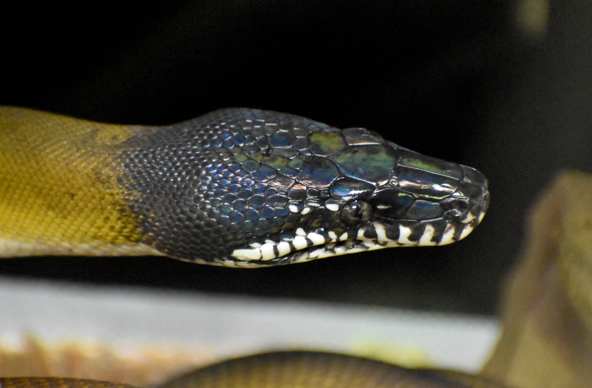 White-lipped Python