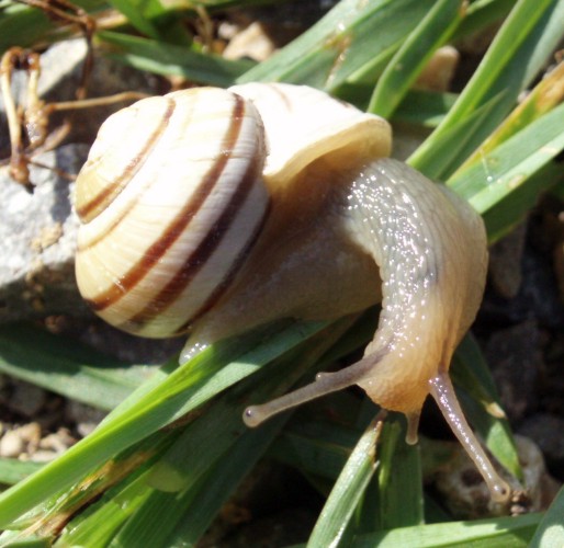 White-lipped Snail (Cepaea hortensis)