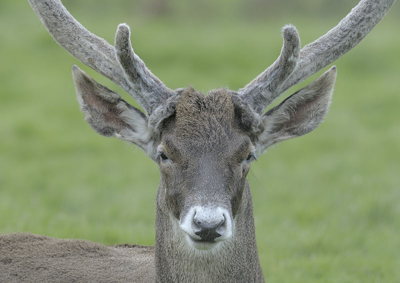 White-lipped stag