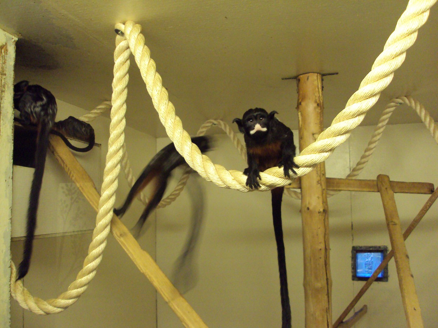 White-lipped Tamarin 22/12/2019