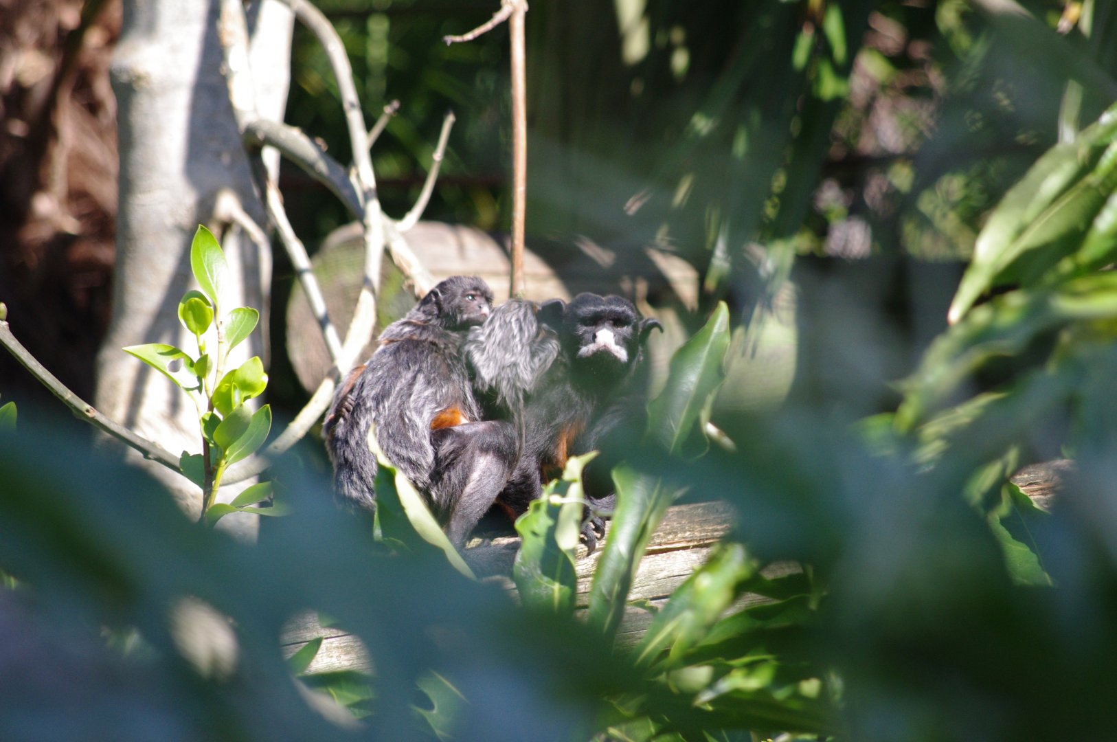 White-lipped tamarin and twins- 10/4/2025