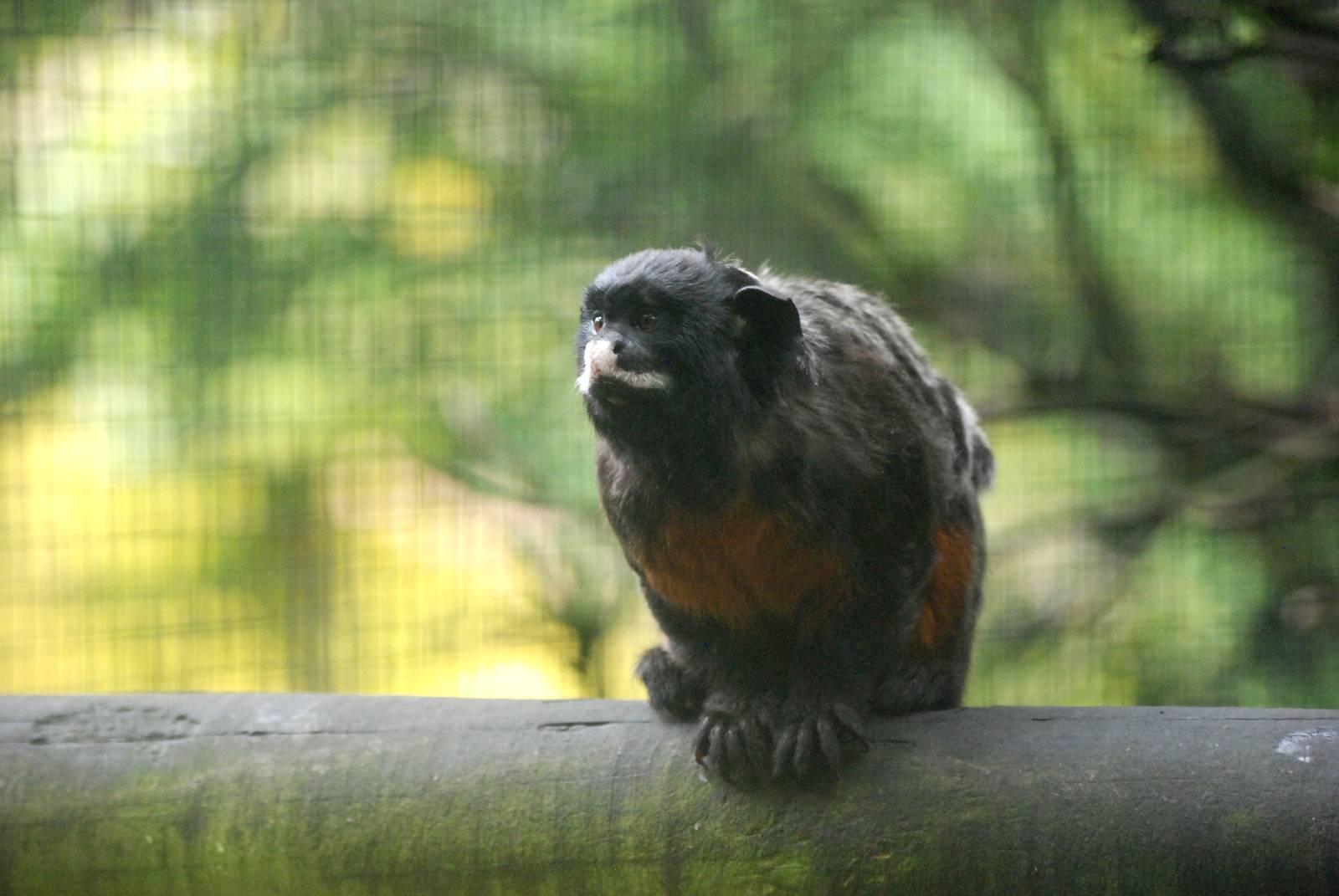 White-lipped Tamarin at Santillana del Mar, 13/06/15
