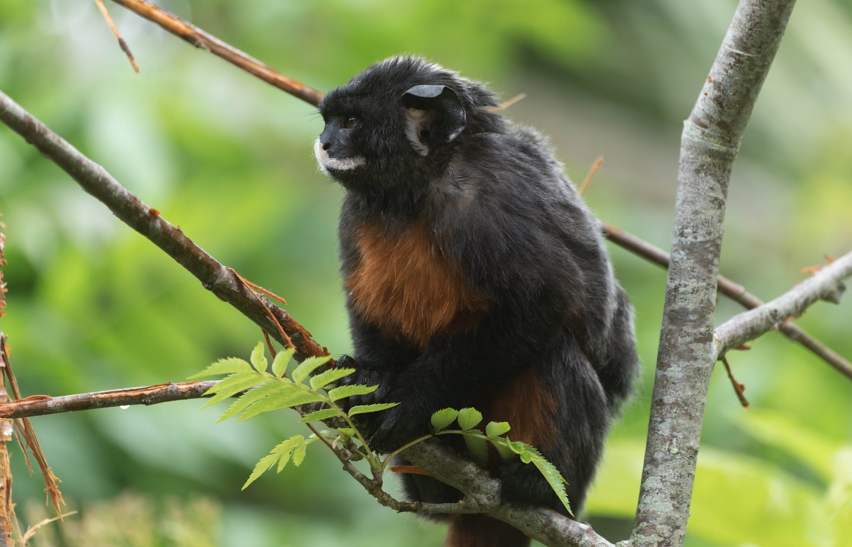White lipped tamarin, Colchester zoo, UK