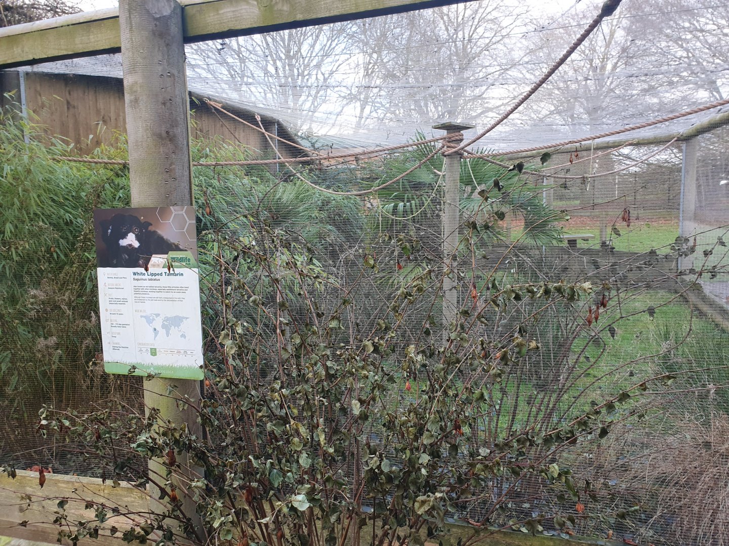 White Lipped Tamarin enclosure 17/12/23