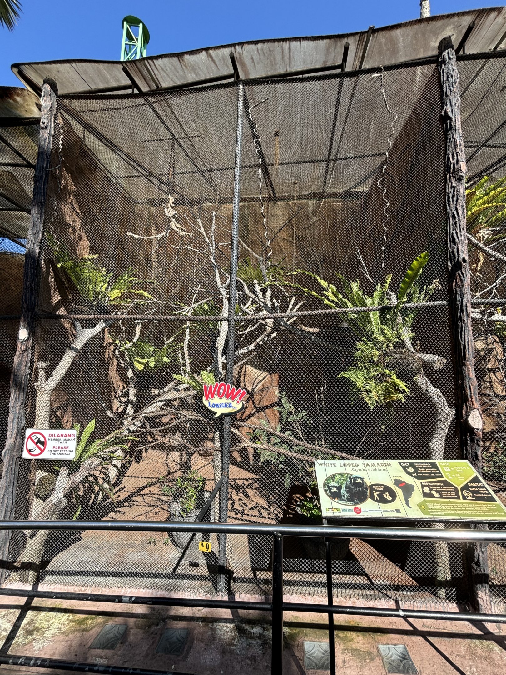 White-lipped Tamarin Exhibit