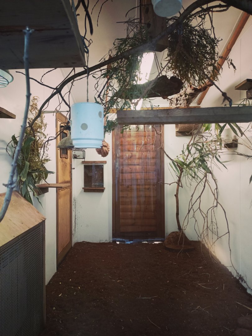 White Lipped Tamarin indoor enclosure  17/12/23