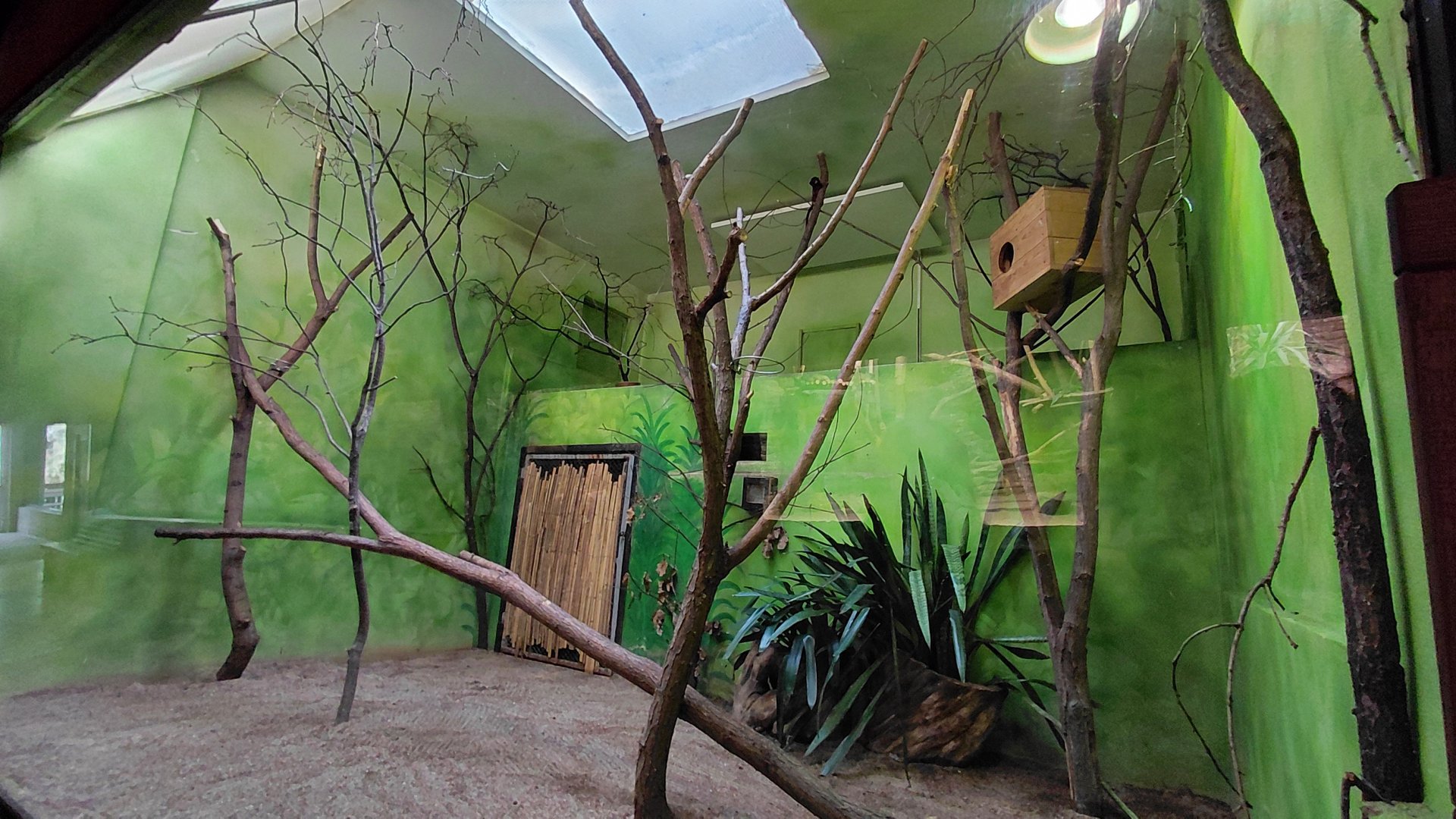 White-lipped tamarin indoor exhibit