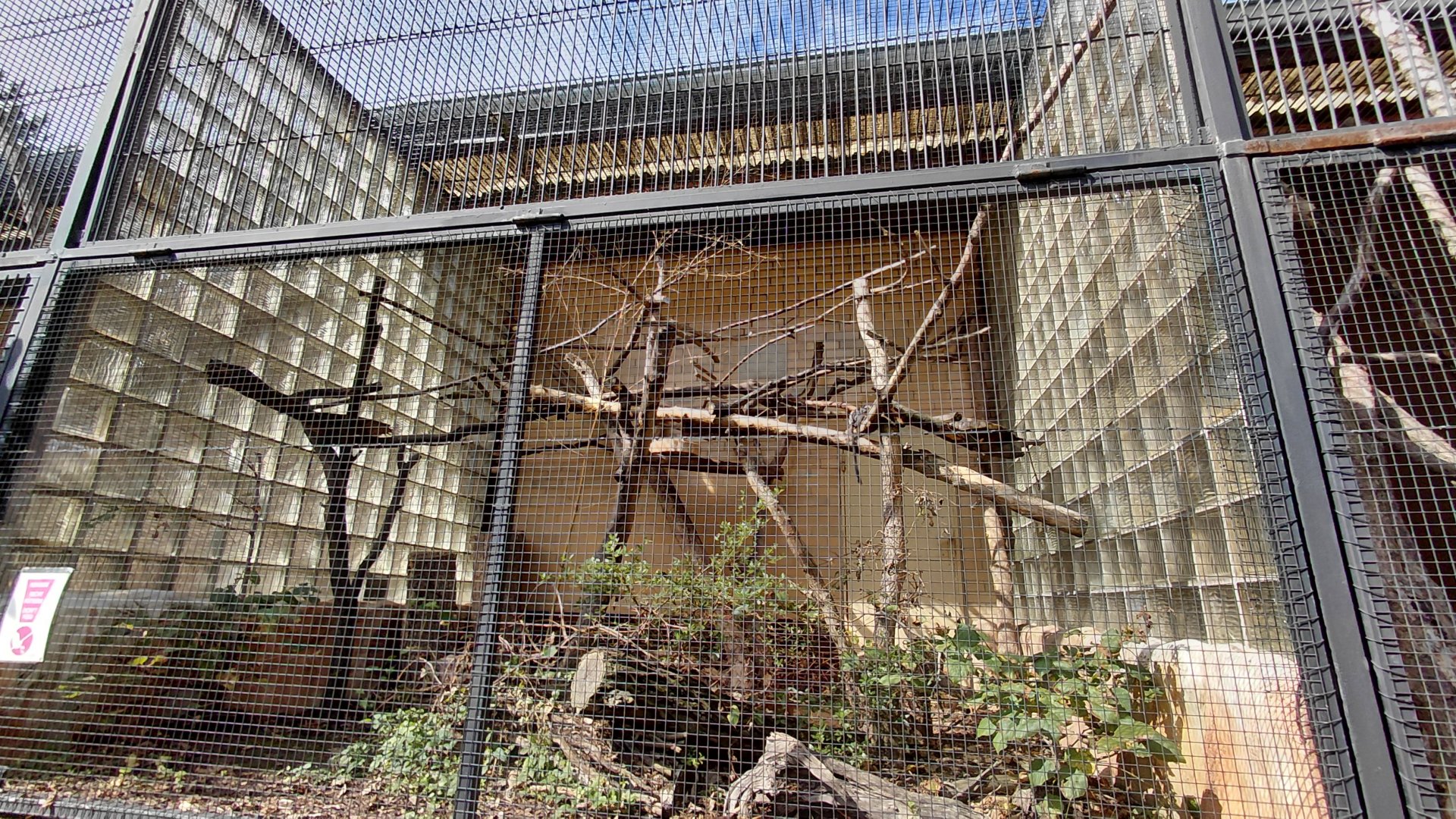 White-lipped tamarin outdoor exhibit