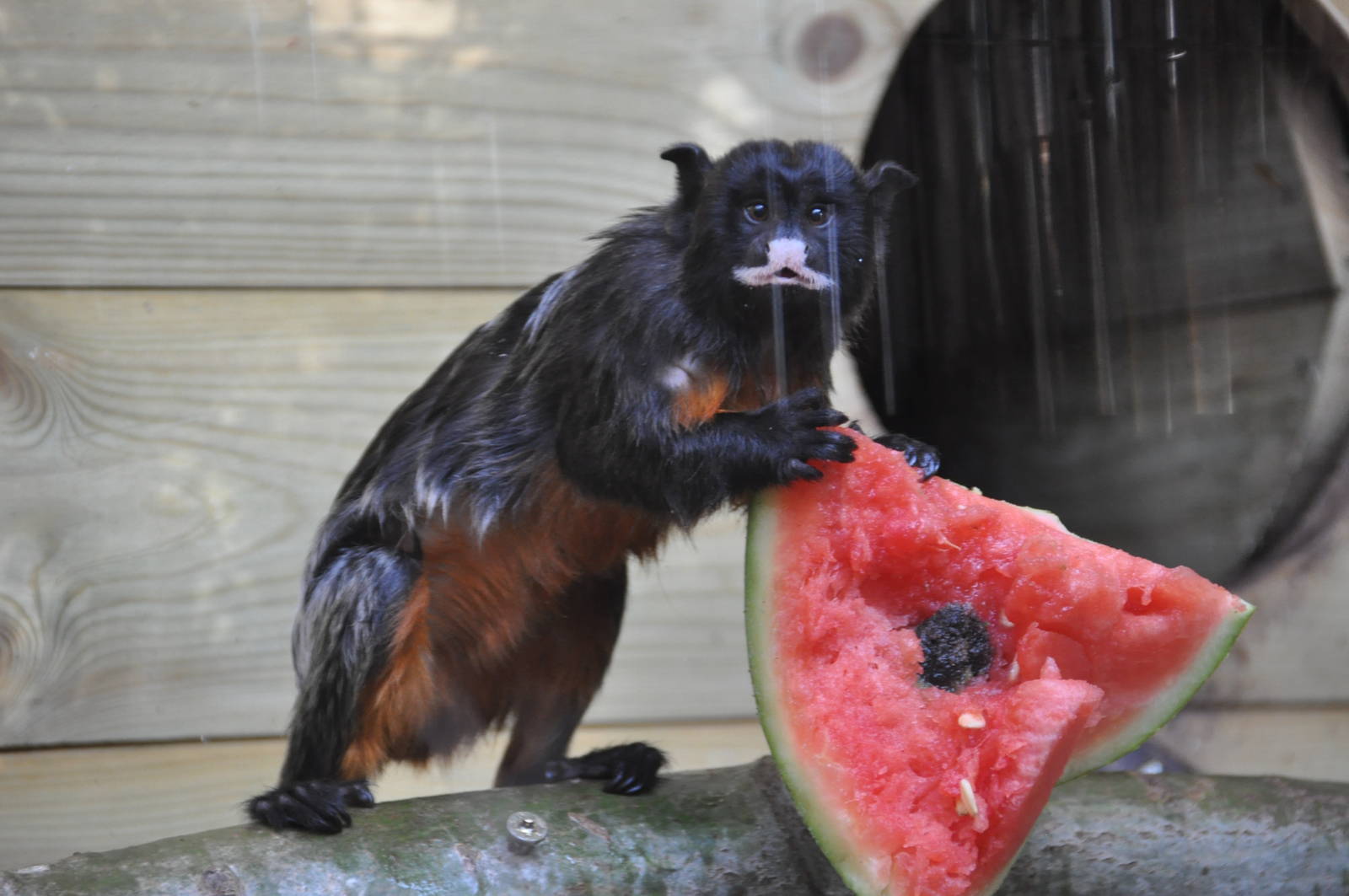 White-lipped tamarin/ Saguinus labiatus