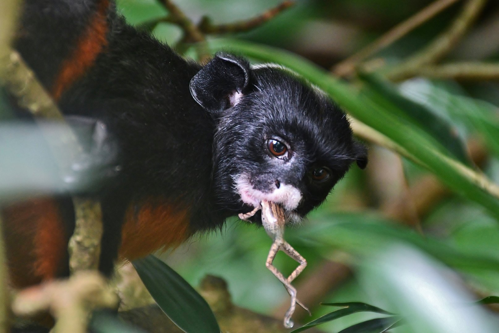 White-lipped Tamarin (Saguinus labiatus)