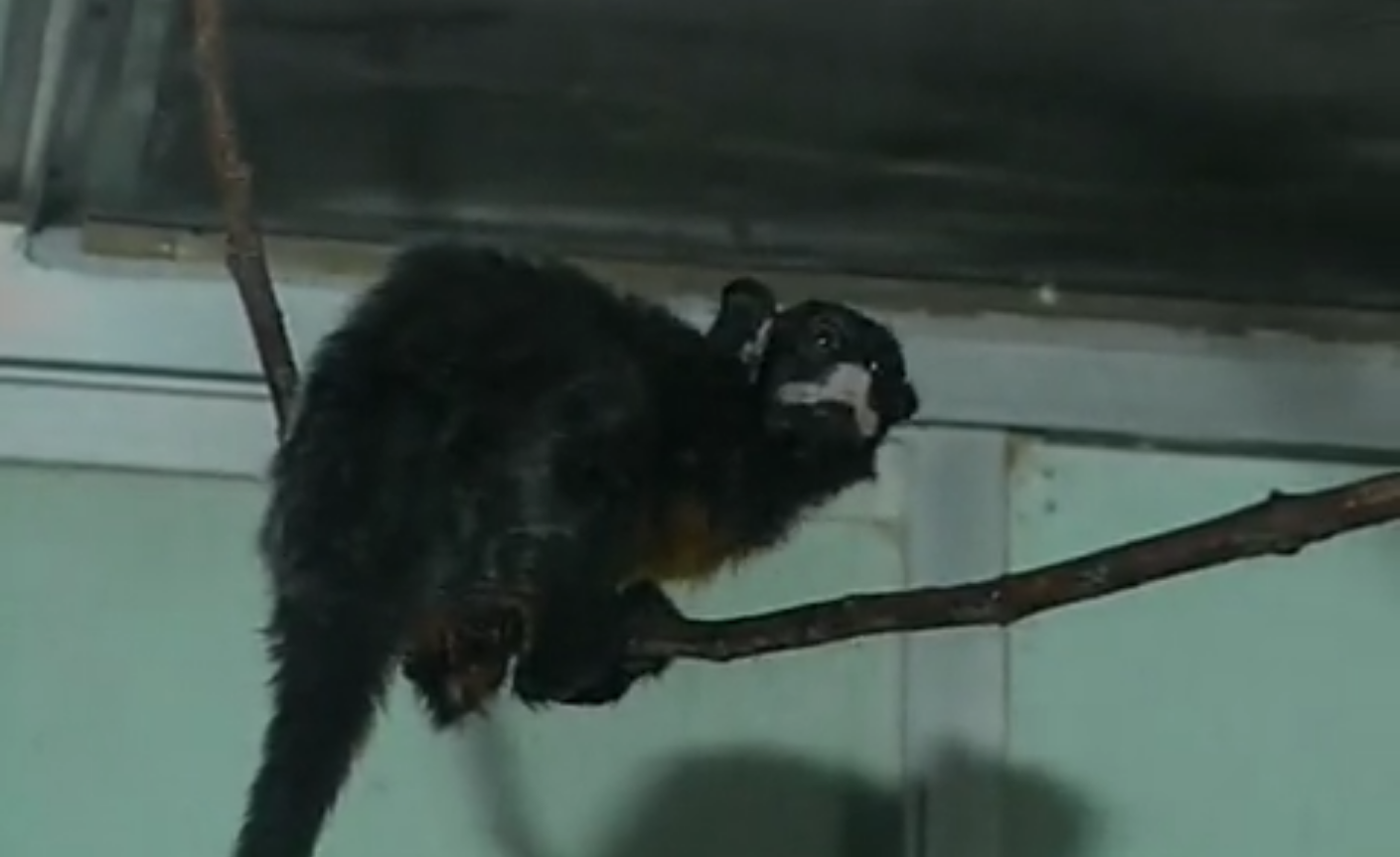 White-Lipped Tamarin（Saguinus Labiatus）