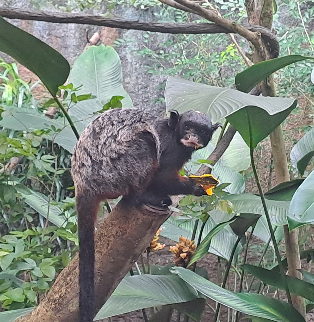 White-lipped Tamarin (Saguinus labiatus)