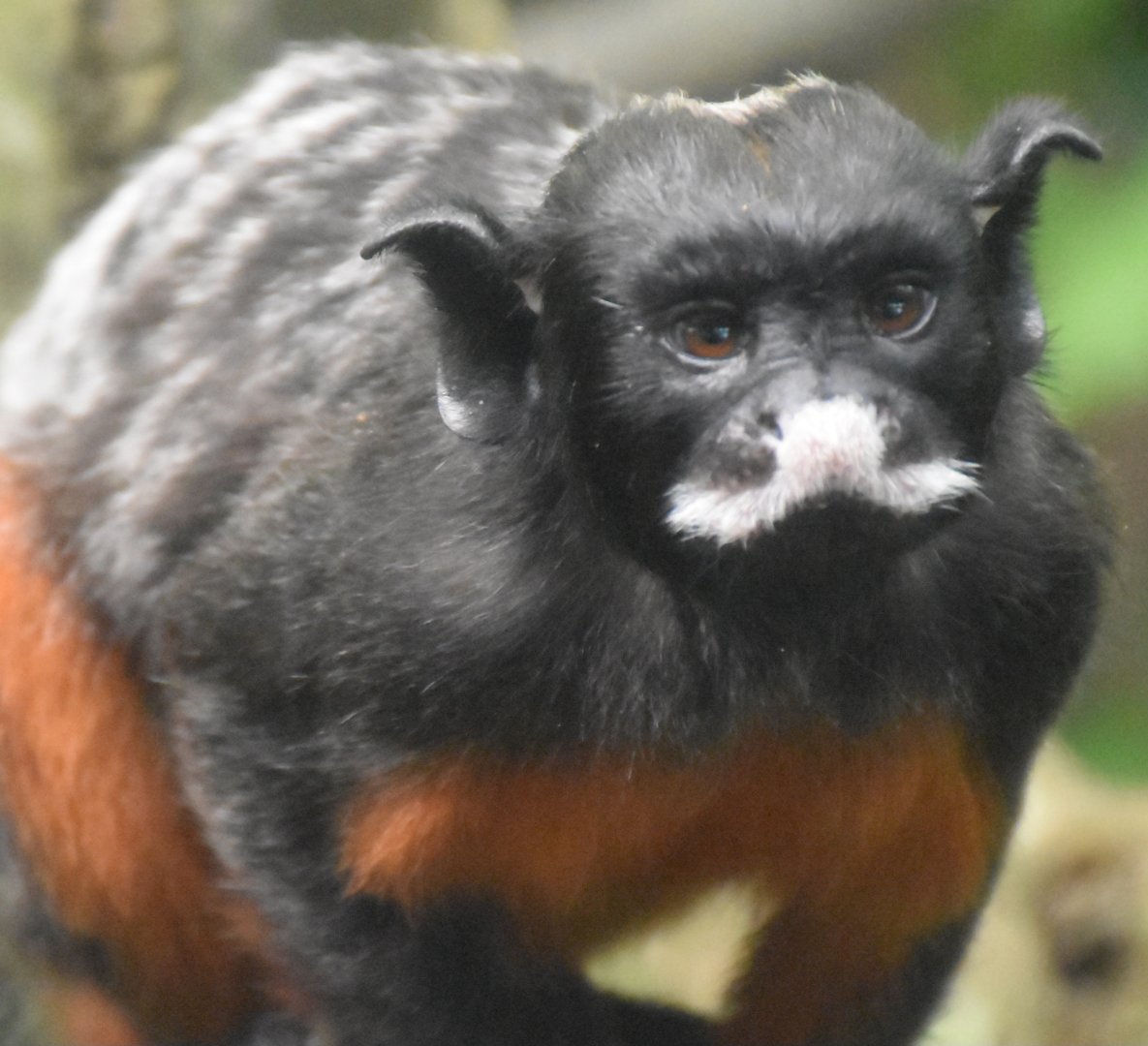 White-lipped Tamarin (Saguinus labiatus)