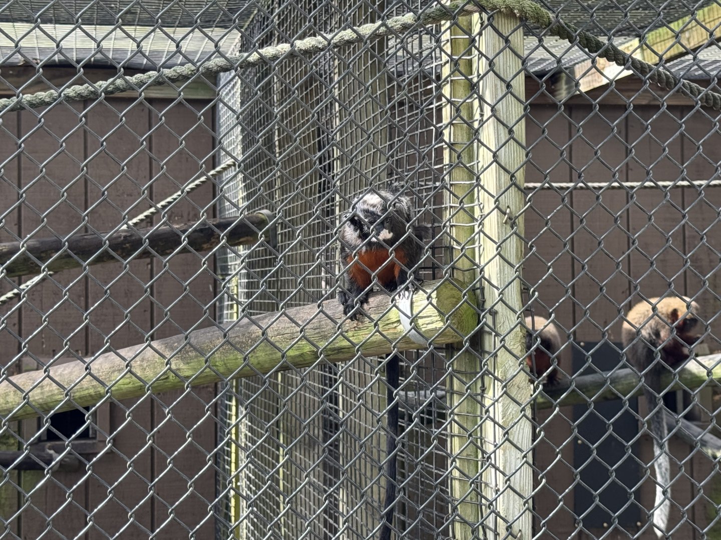 White-lipped tamarin (Saguinus labiatus)