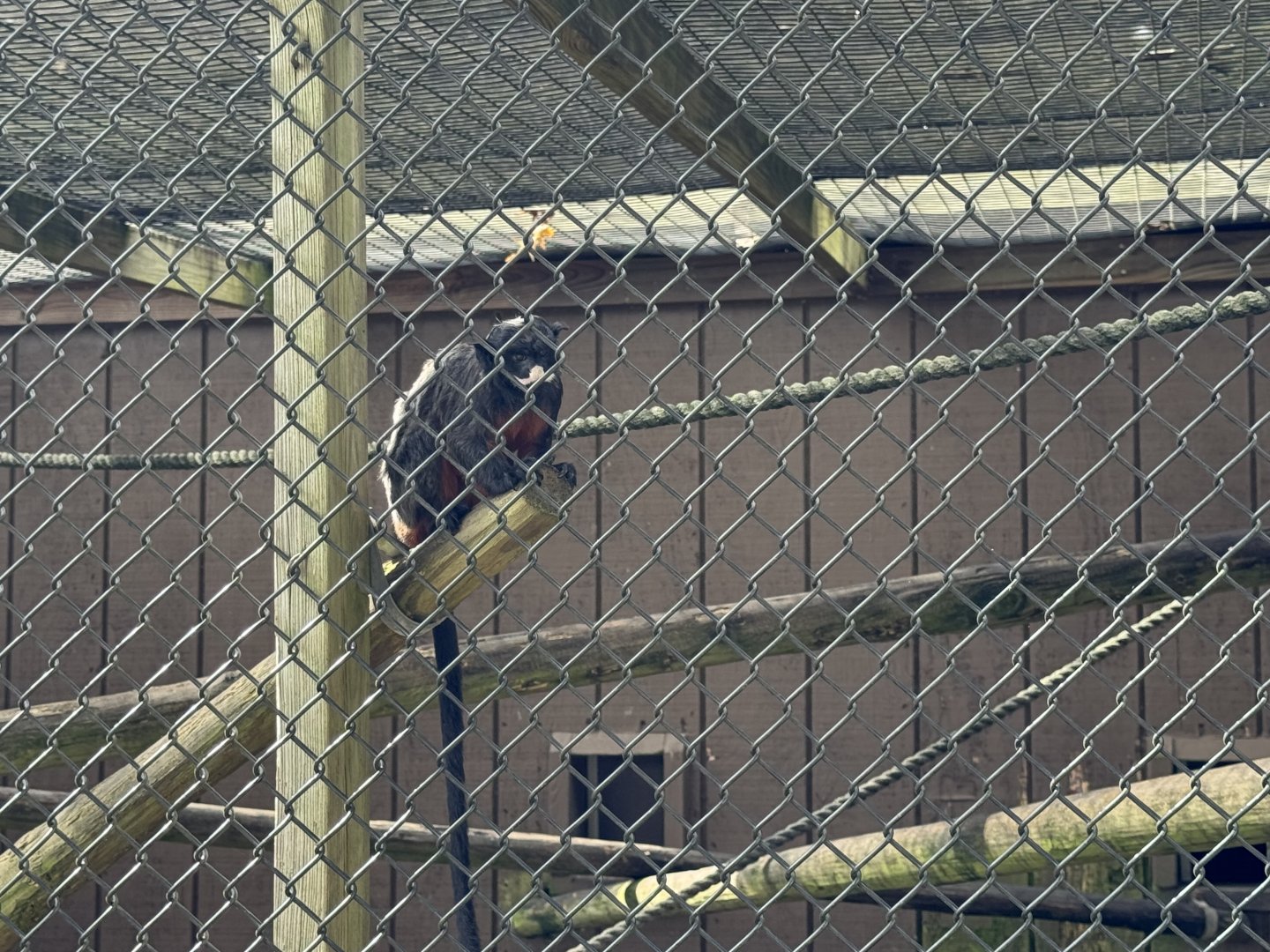White-lipped tamarin (Saguinus labiatus)