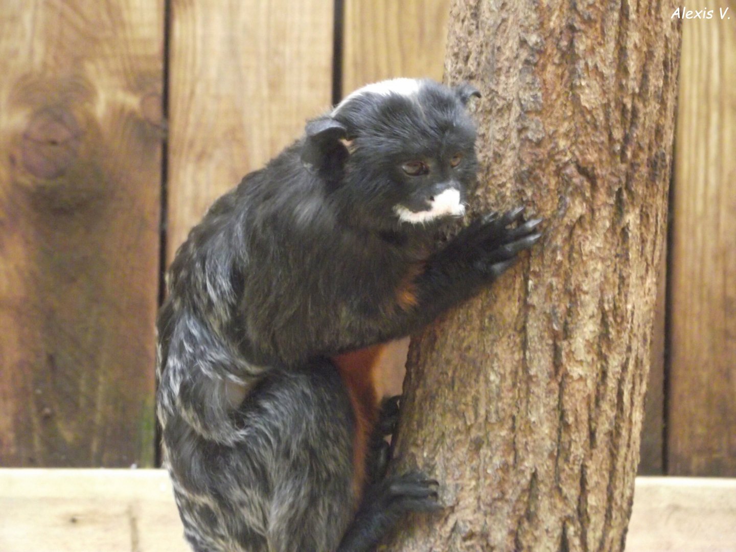 White-lipped Tamarin - Zooparc de Beauval - 12/04/2025
