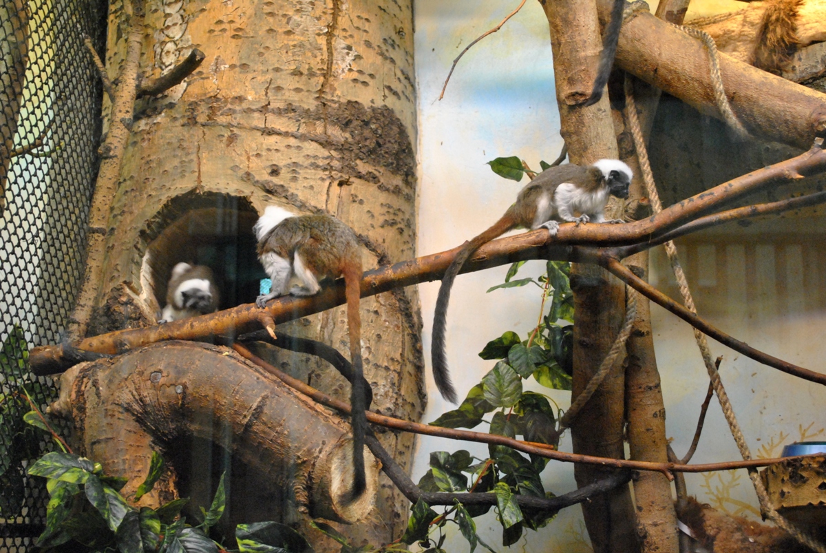 White-lipped Tamarin