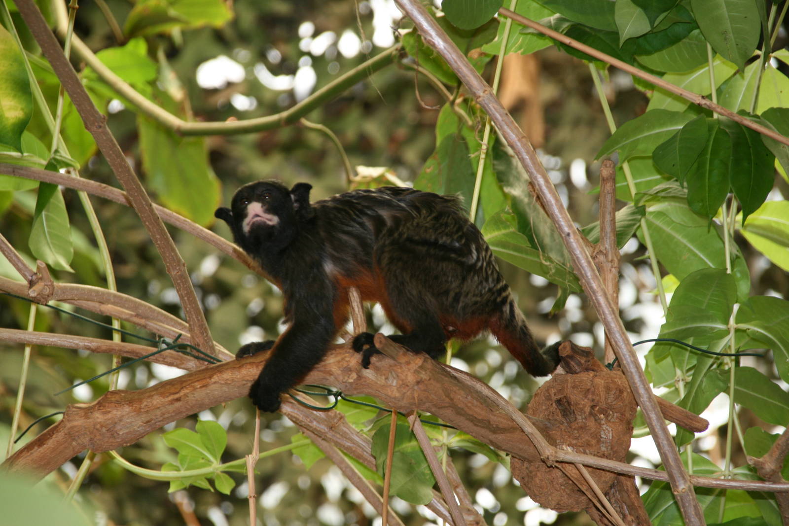 White-lipped tamarin