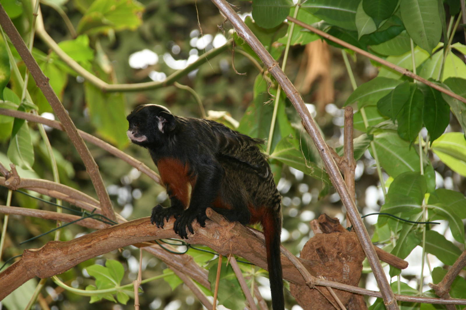 White-lipped tamarin