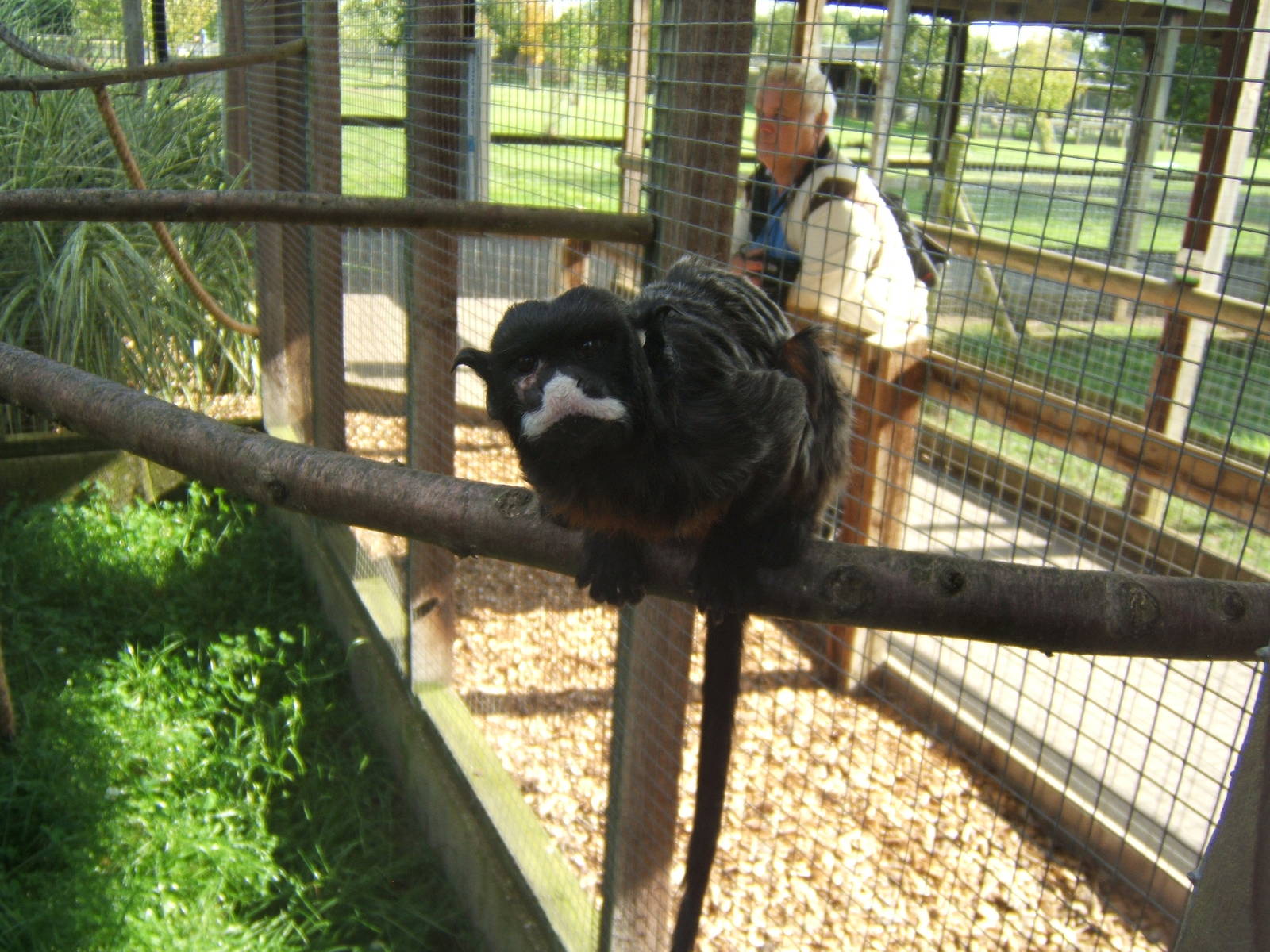 White-lipped Tamarin