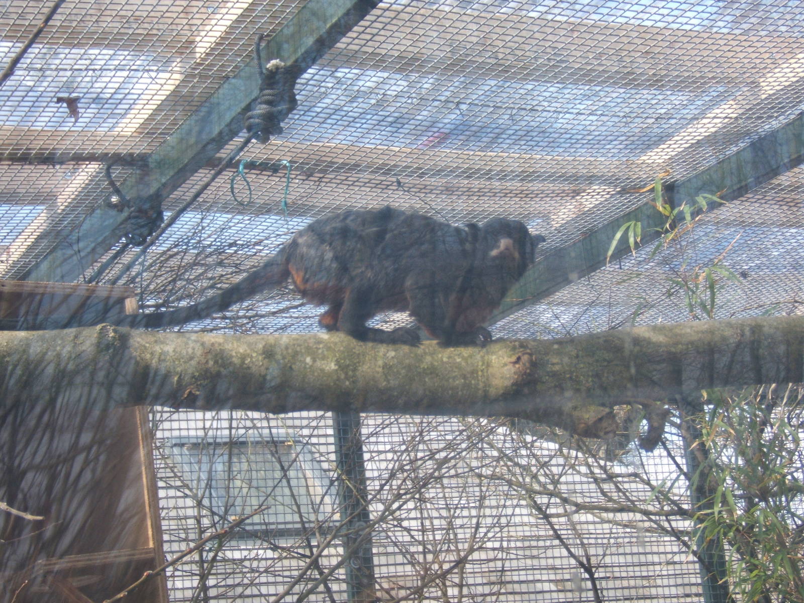 White-lipped Tamarin