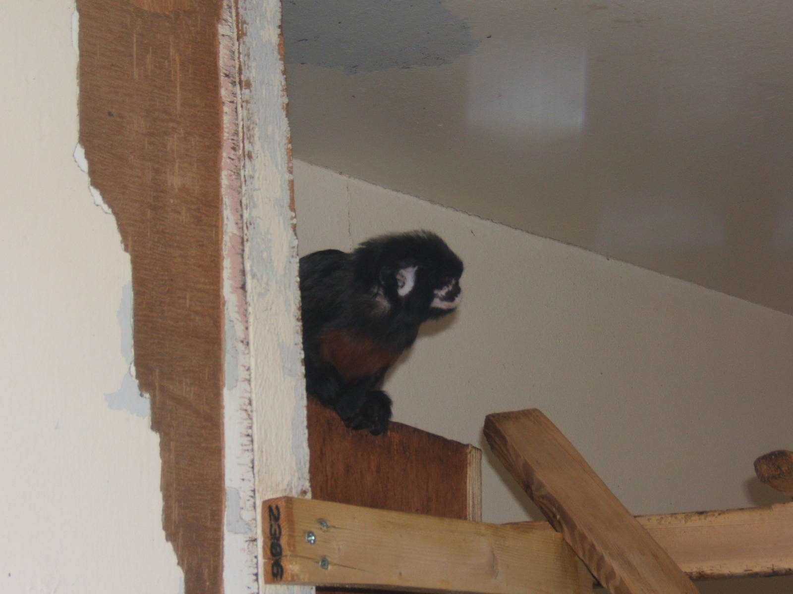 White-lipped Tamarin