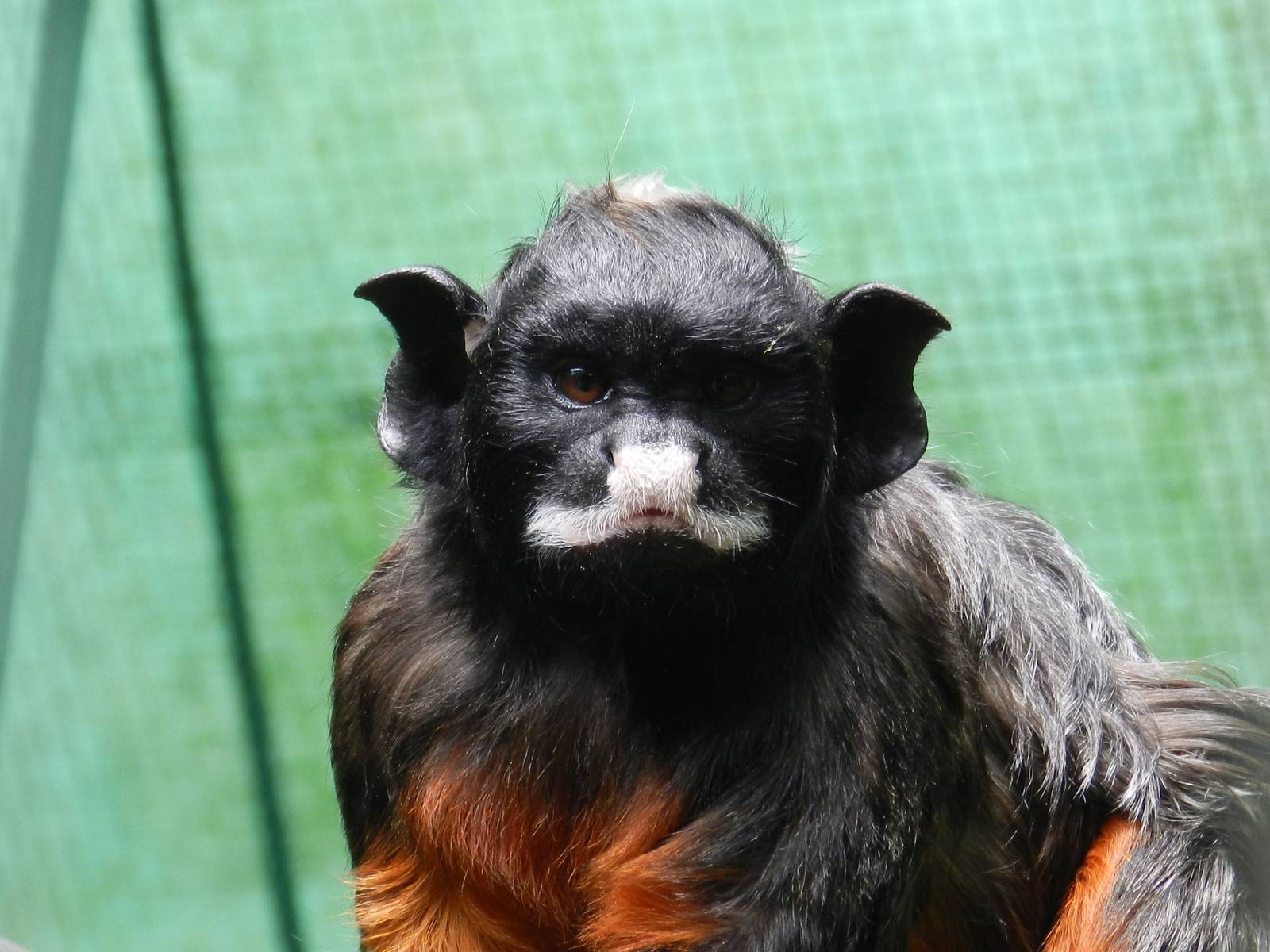 White-lipped Tamarin