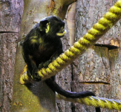 white lipped tamarin