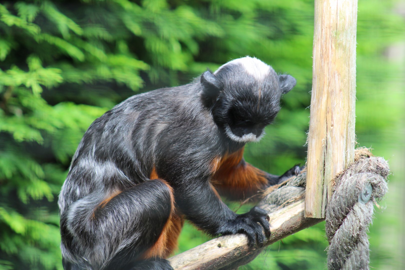 White-Lipped Tamarin