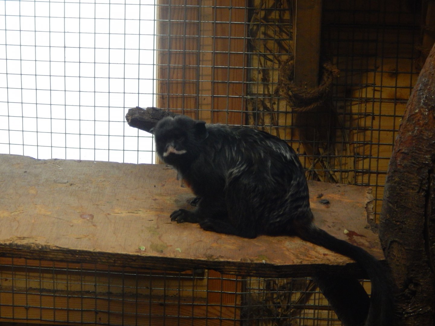 White-lipped Tamarin
