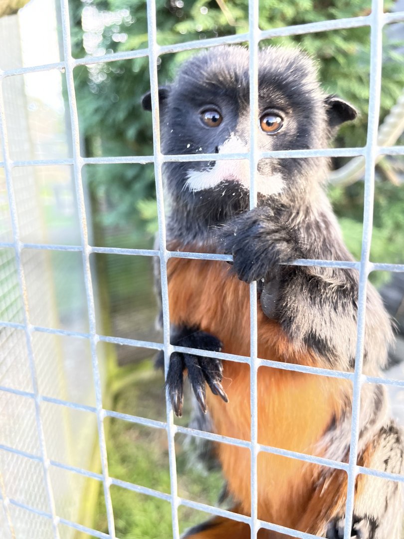 White-Lipped Tamarin