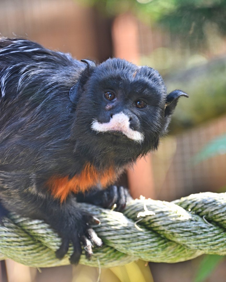 White lipped tamarin