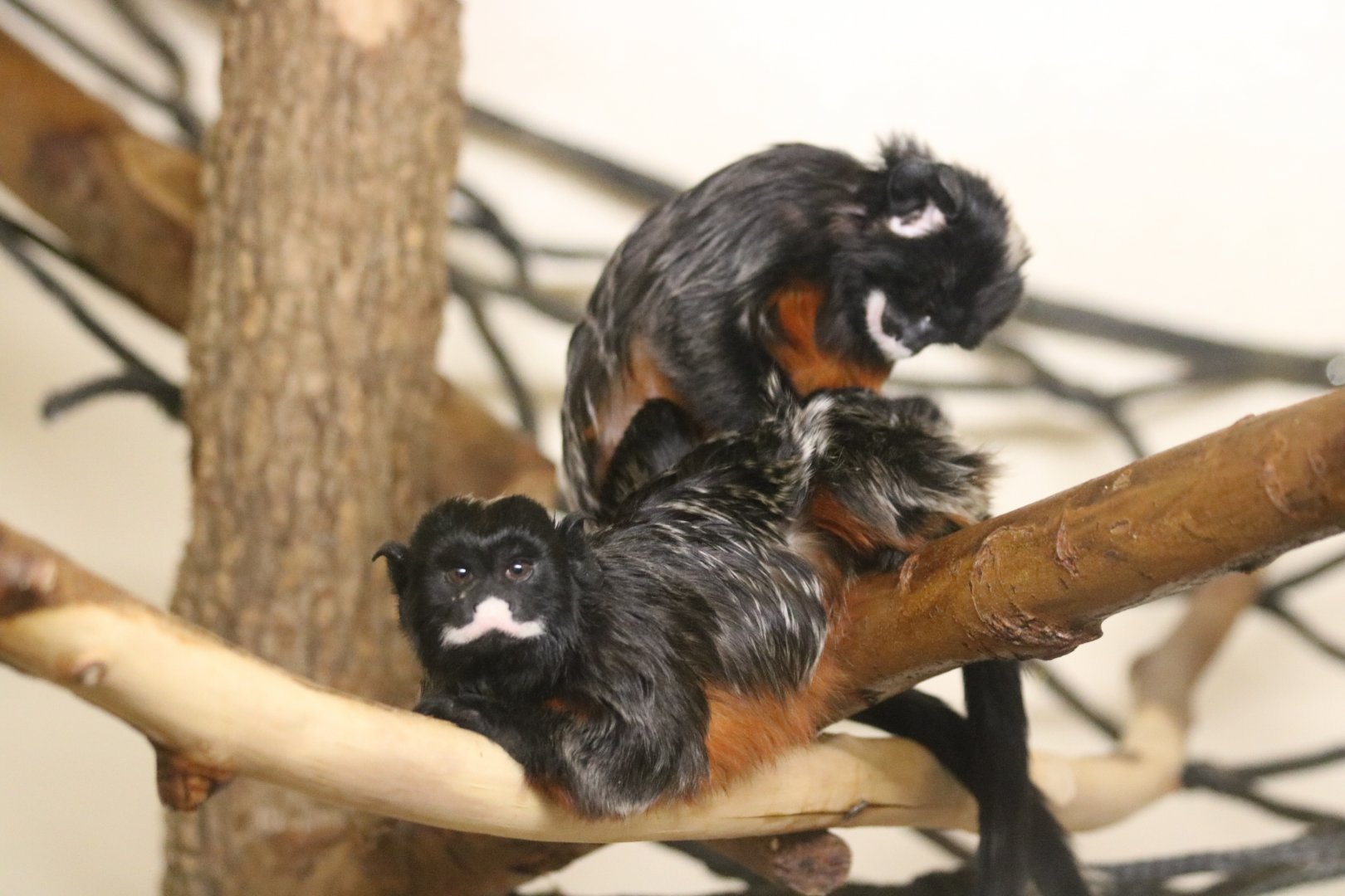 White-lipped Tamarins