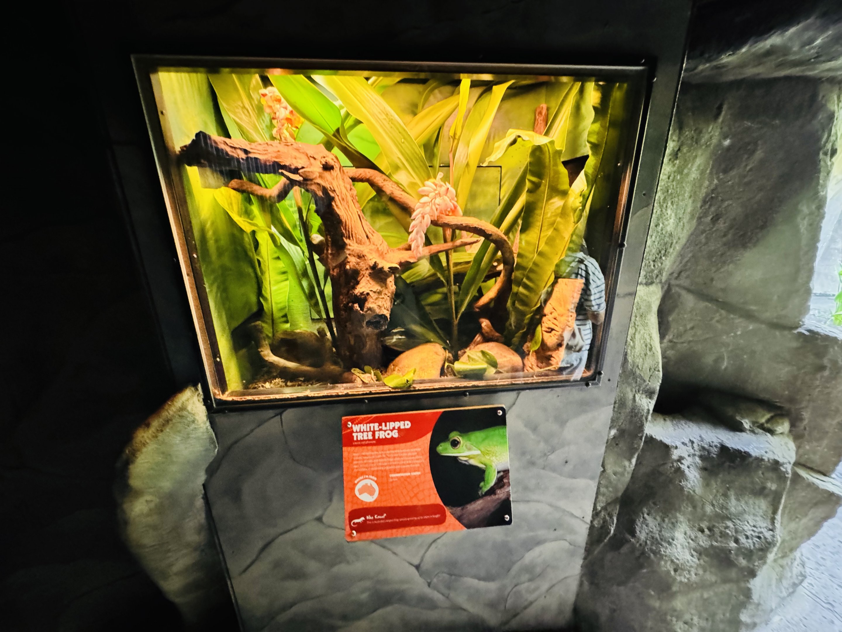 White-lipped Tree Frog enclosure