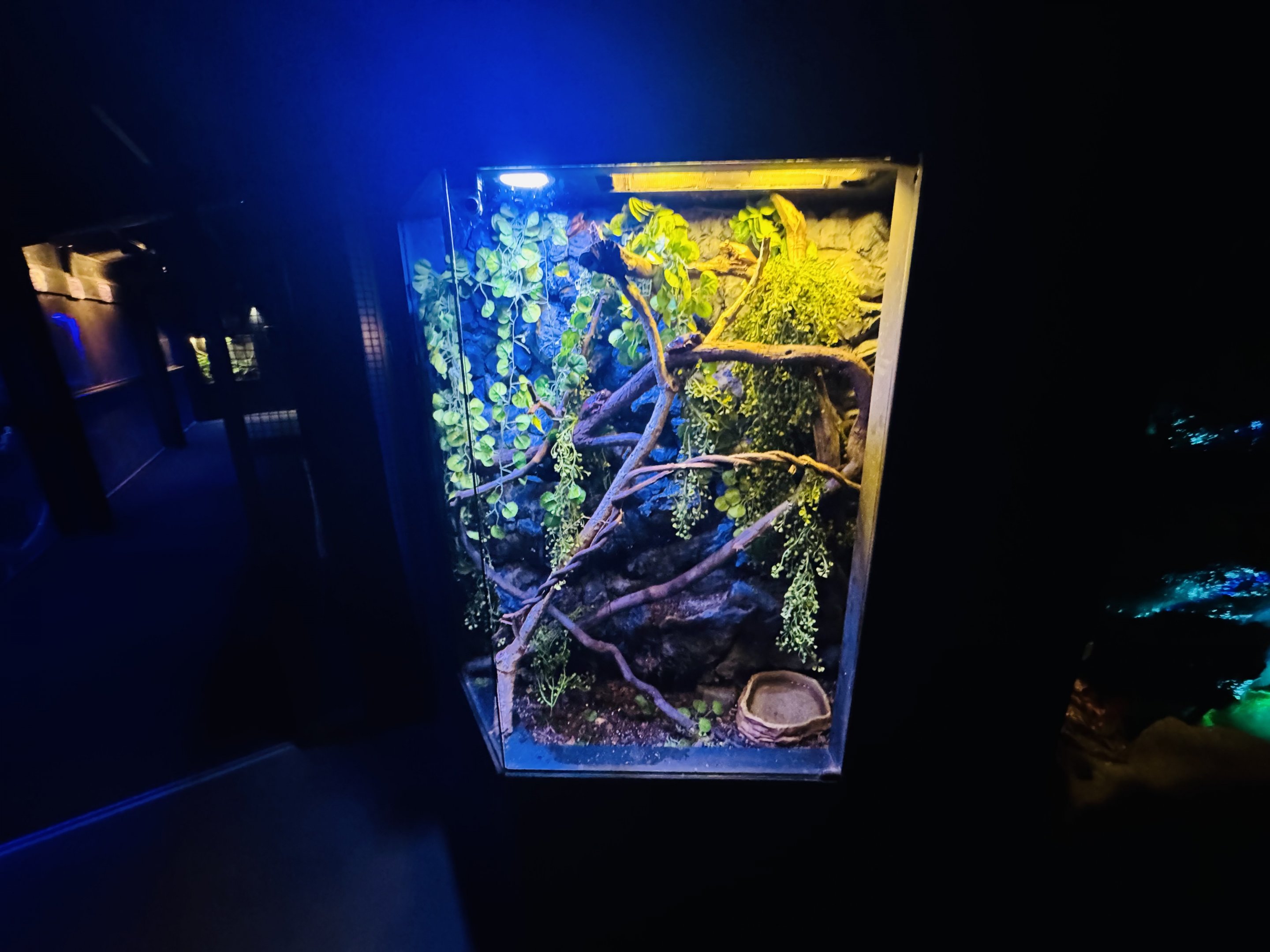 White-lipped Tree Frog enclosure