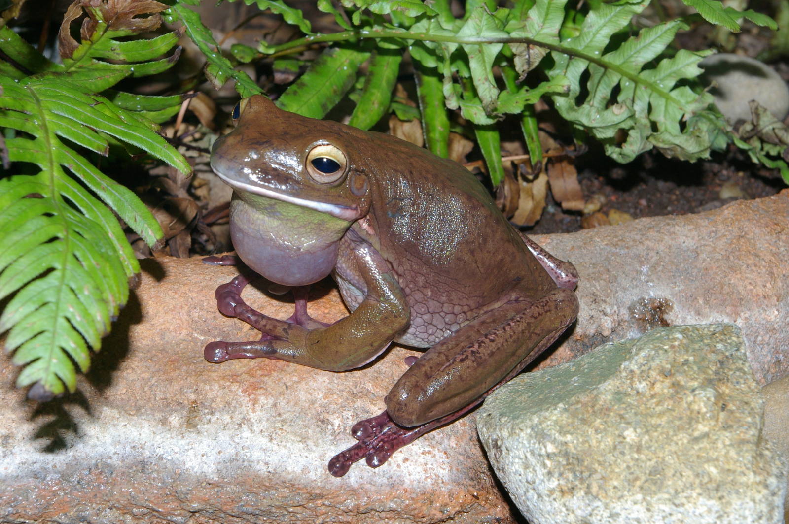 white-lipped tree frog (Litoria infrafrenata)