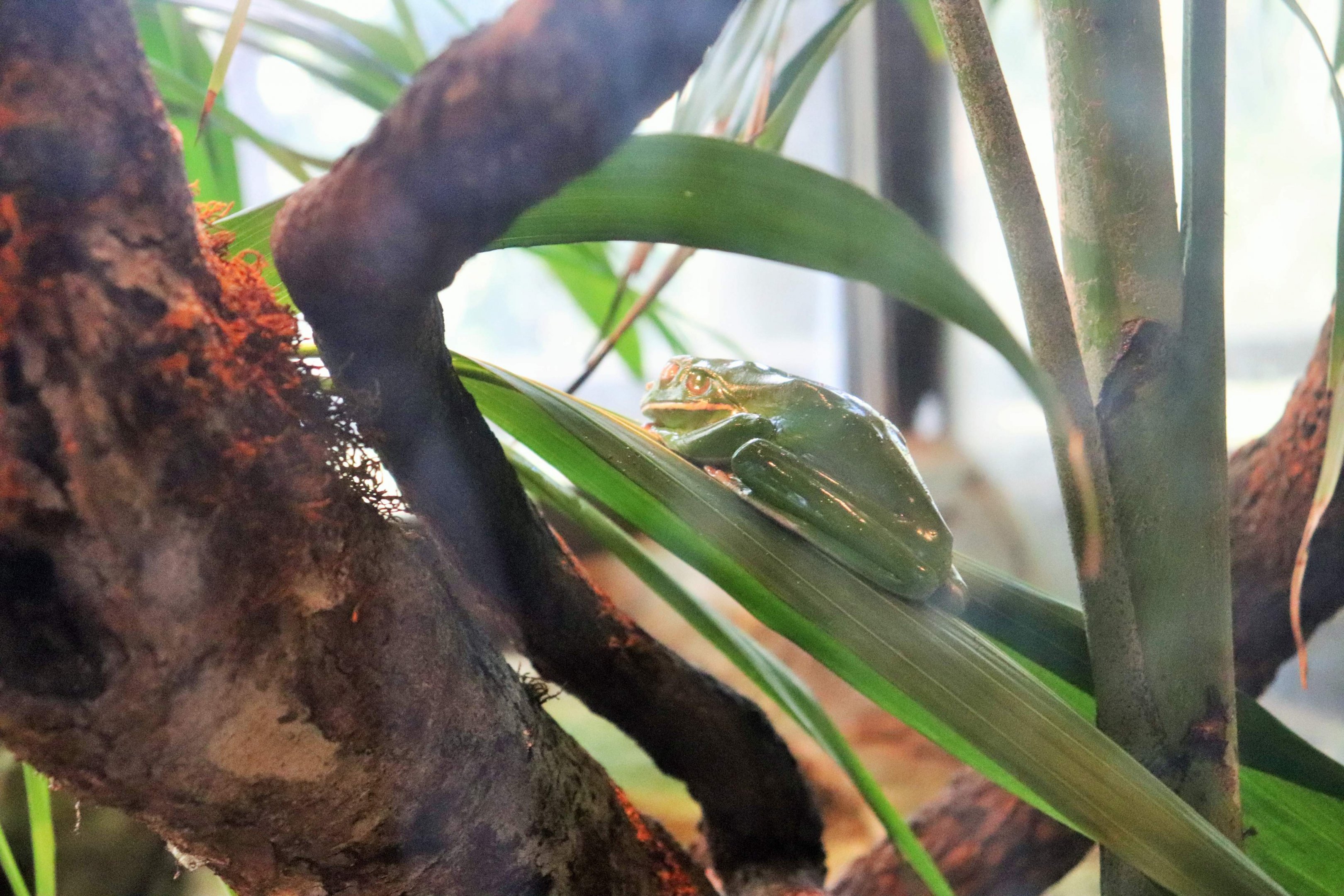 White-lipped Tree Frog (Litoria infrafrenata)