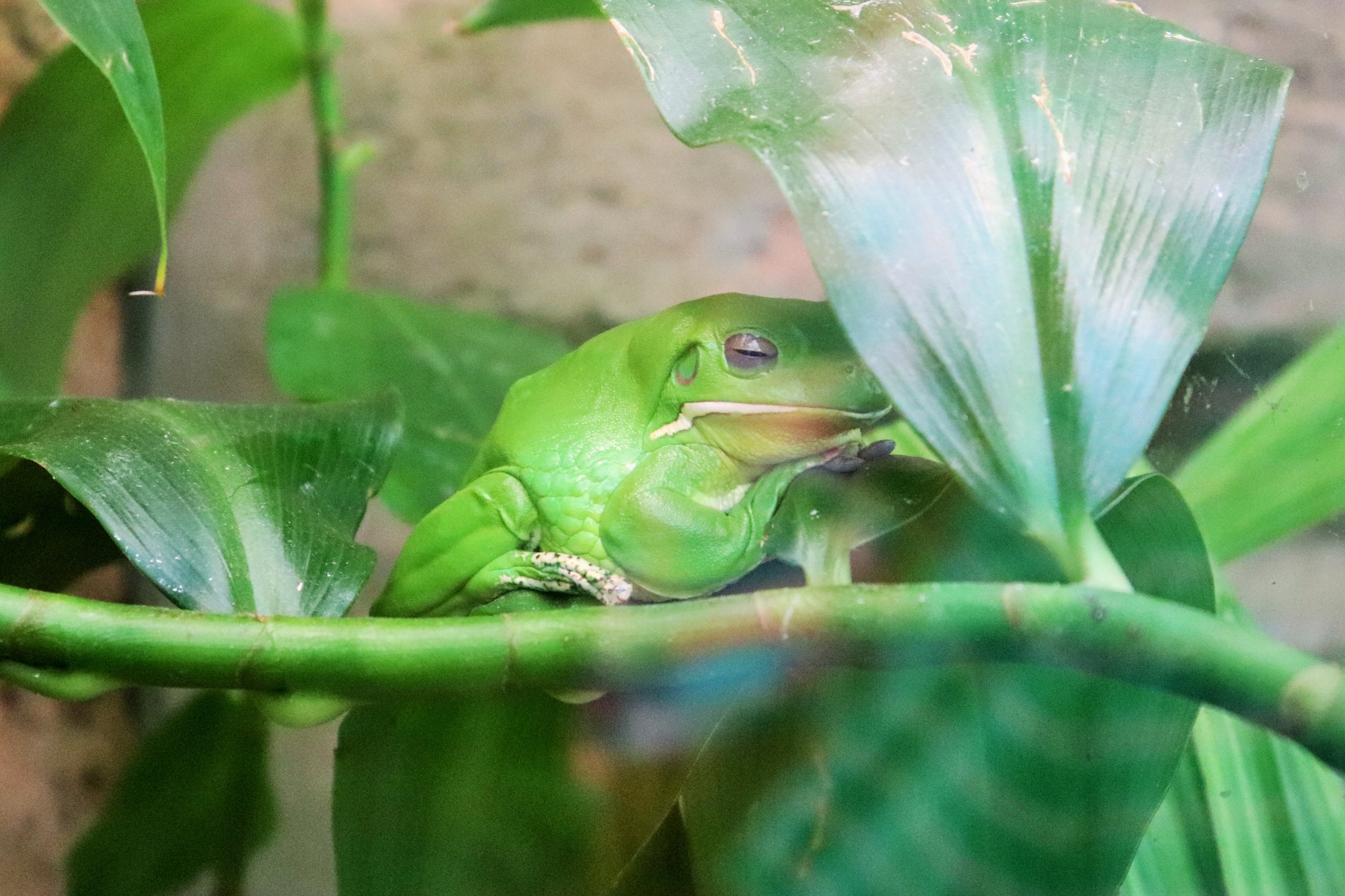 White-lipped Tree Frog (Litoria infrafrenata)
