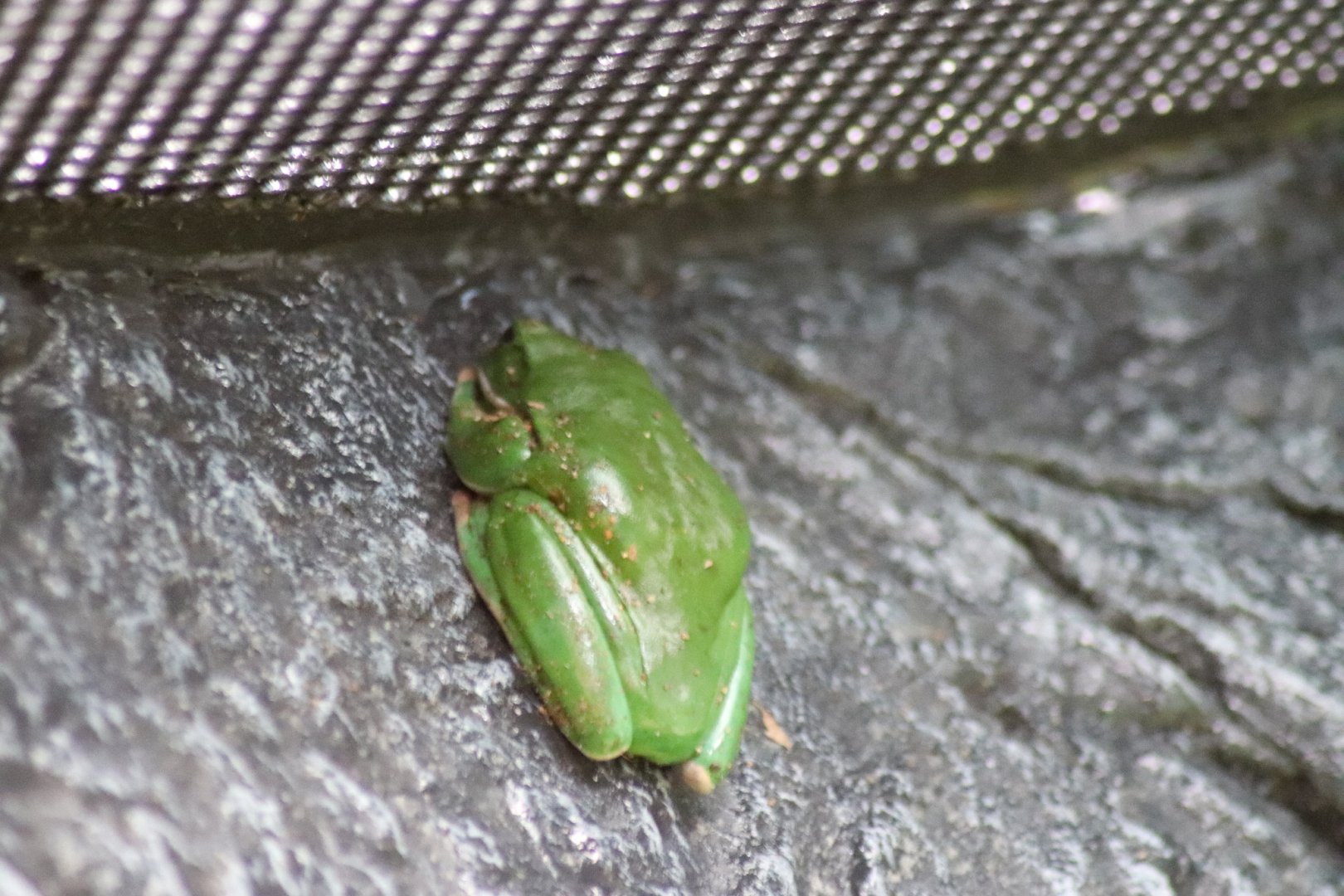 White-lipped Tree Frog (Litoria infrafrenata)