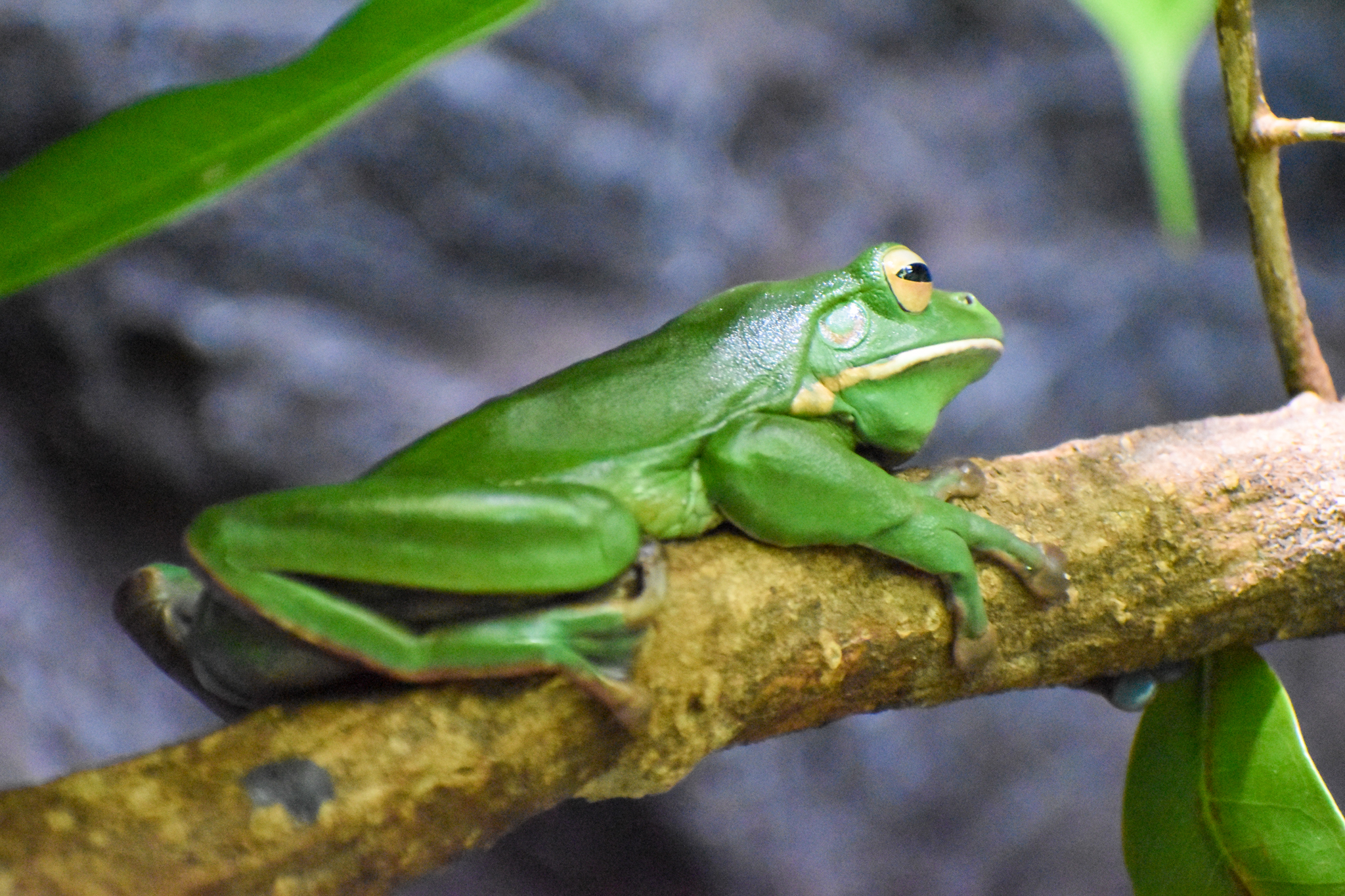 White-lipped Tree Frog (Litoria infrafrenata)
