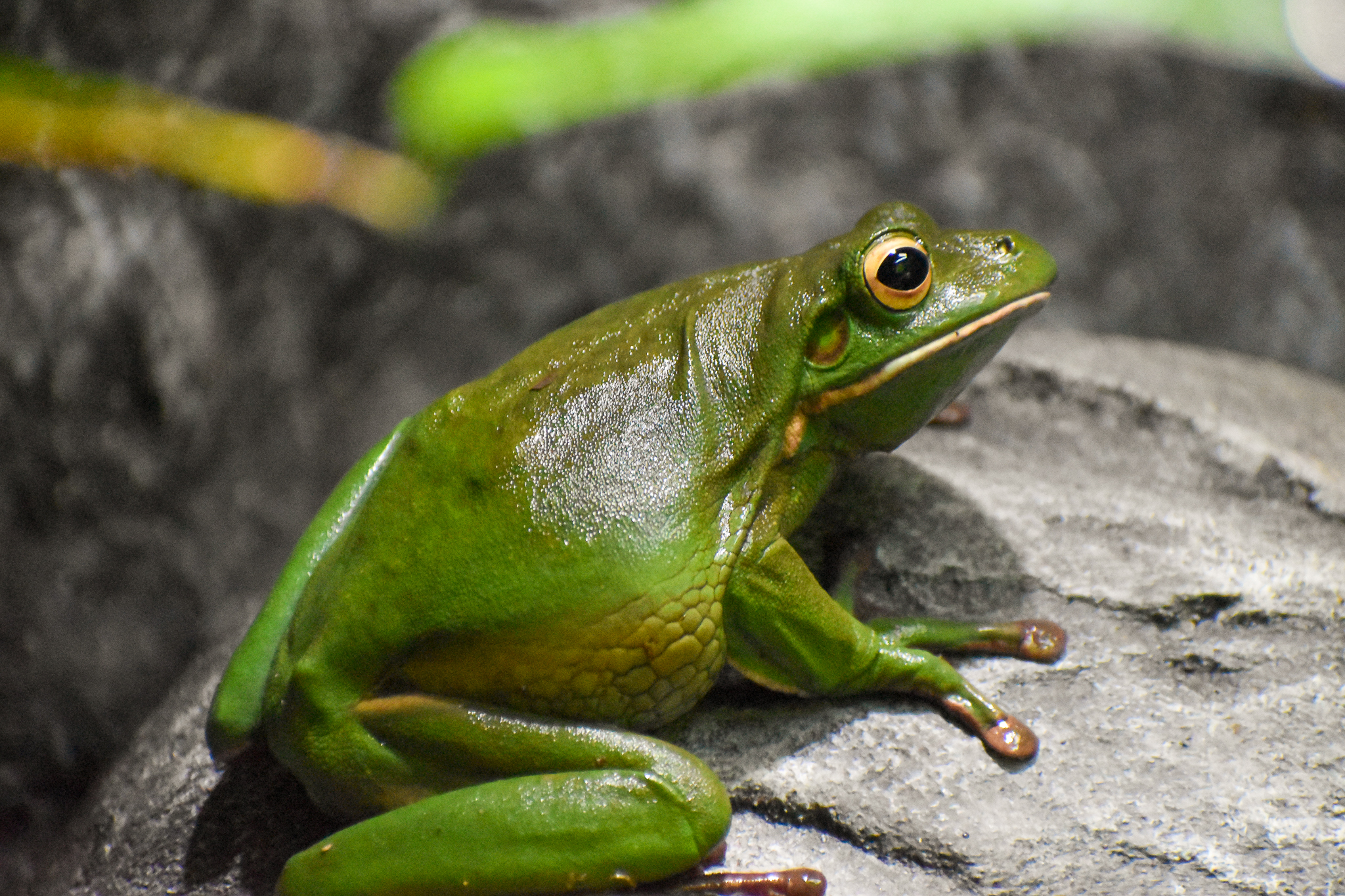 White-lipped Tree Frog (Litoria infrafrenata)