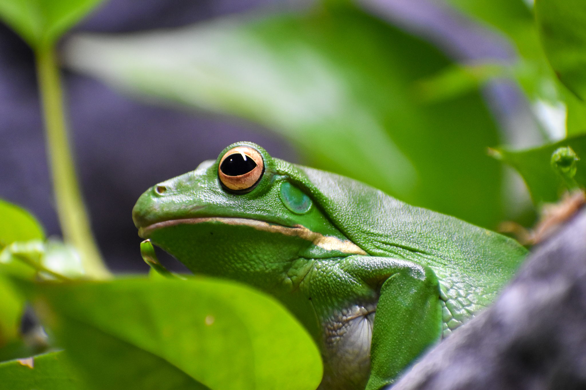 White-lipped Tree Frog (Litoria infrafrenata)