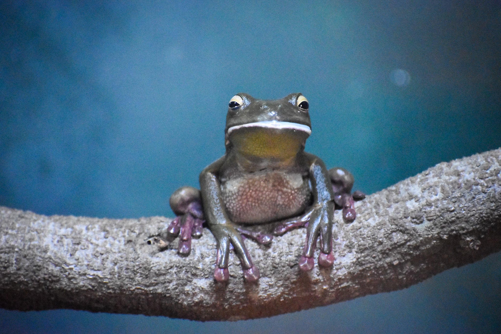 White-lipped Tree Frog (Litoria infrafrenata)