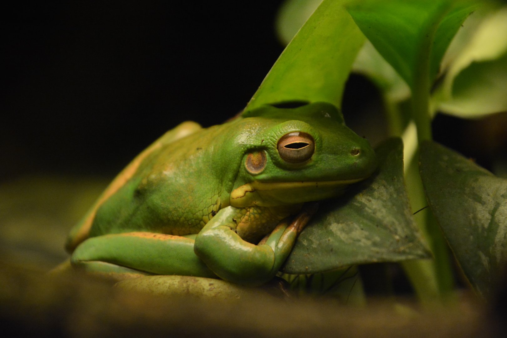 White-lipped tree frog (Litoria infrafrenata)