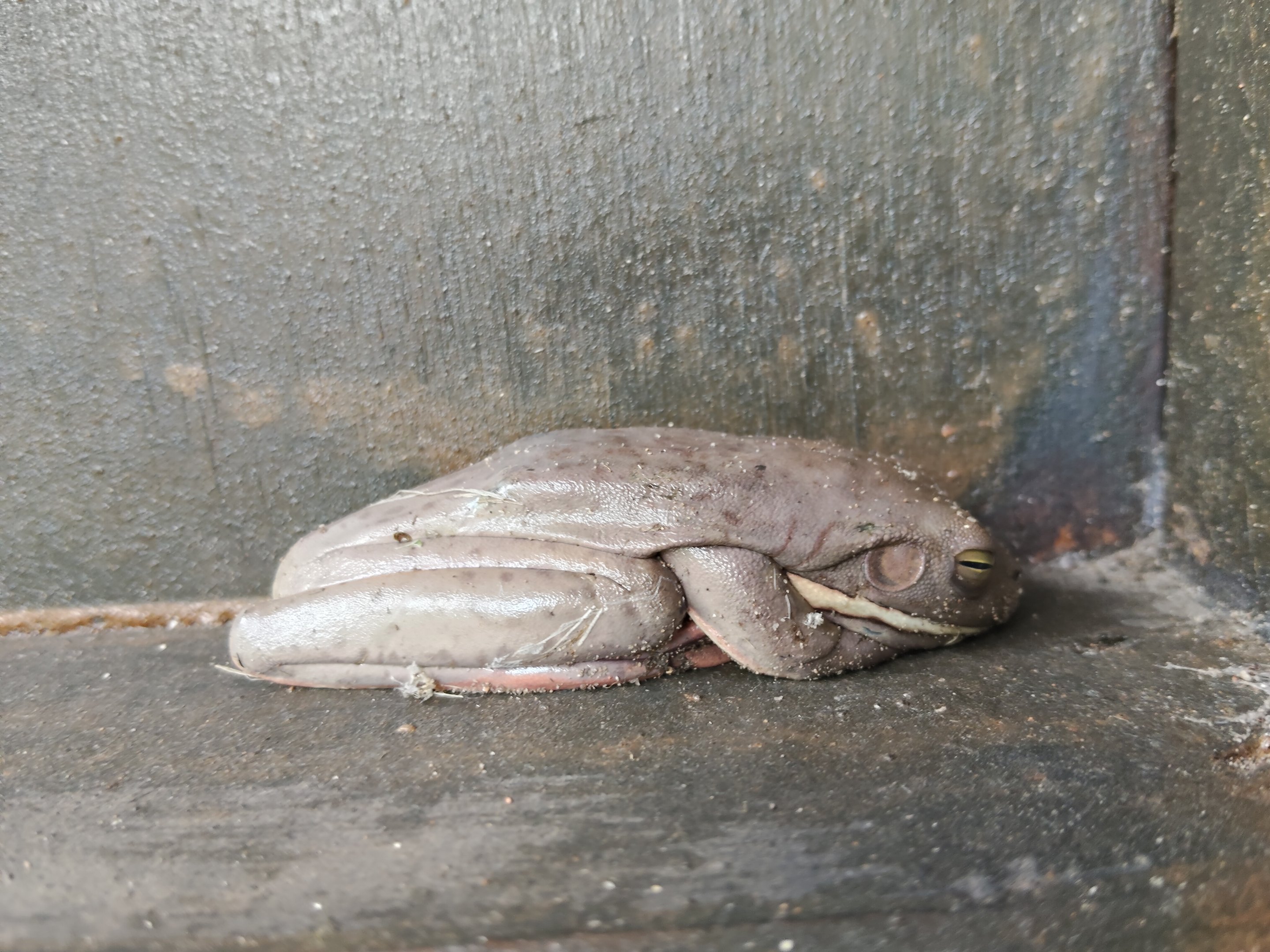 White-lipped Tree Frog (Litoria infrafrenata)