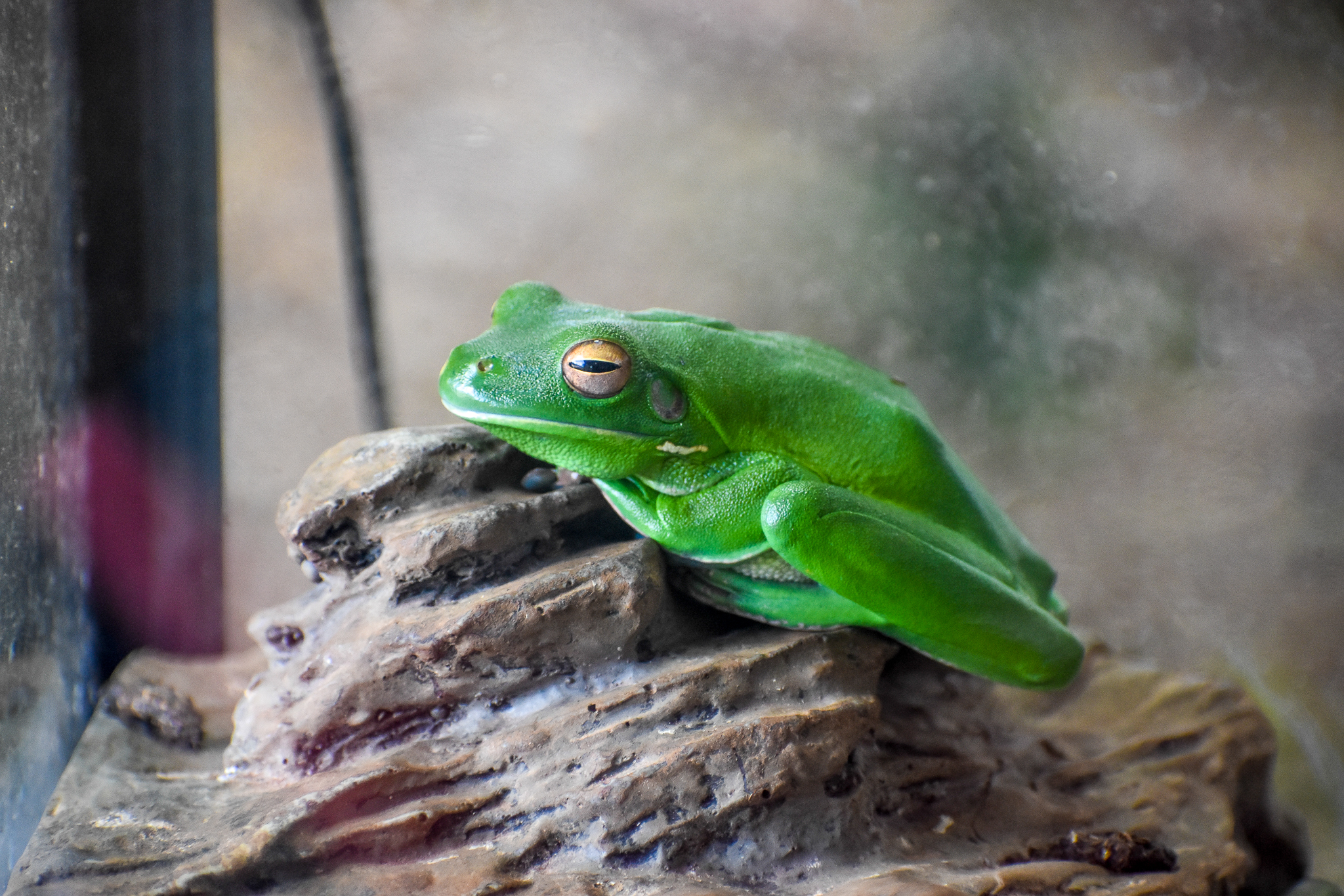 White-lipped Tree Frog (Litoria infrafrenatus)