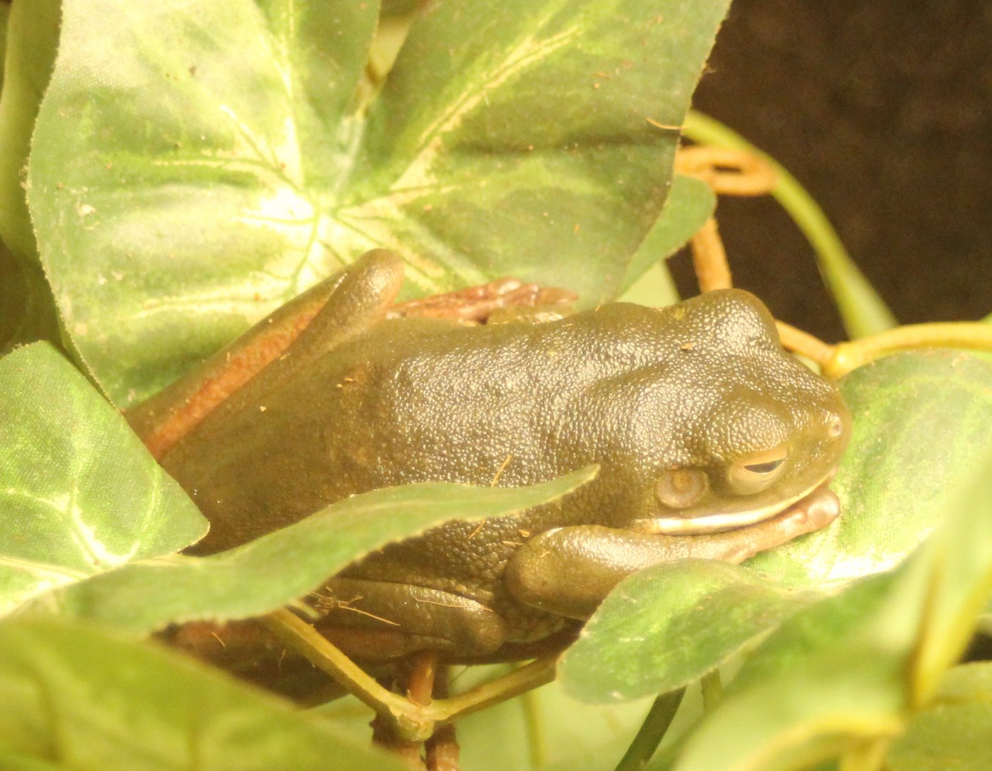 White-lipped tree frog - Lotoria infrafrenata