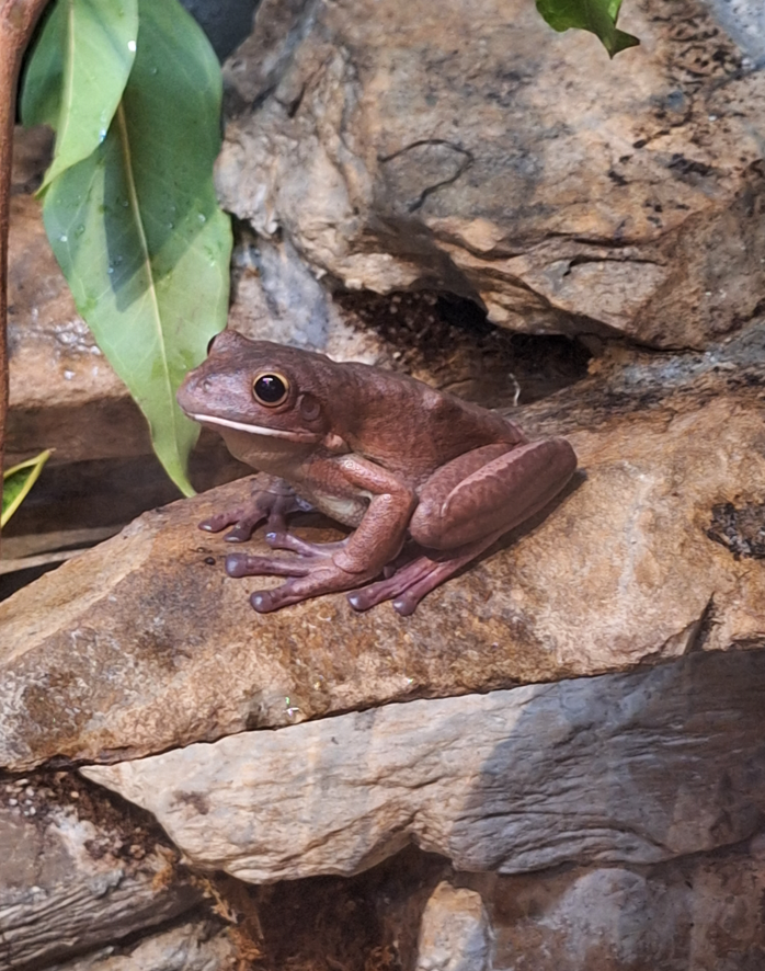White-lipped Tree Frog (Nyctimystes infrafrenata) - Cairns Koalas and Creatures