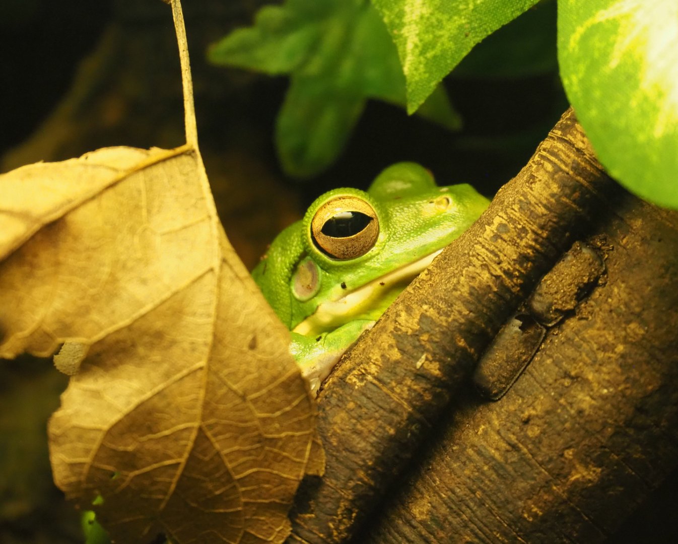 White-lipped tree frog (Nyctimystes infrafrenatus), 2019-12-30